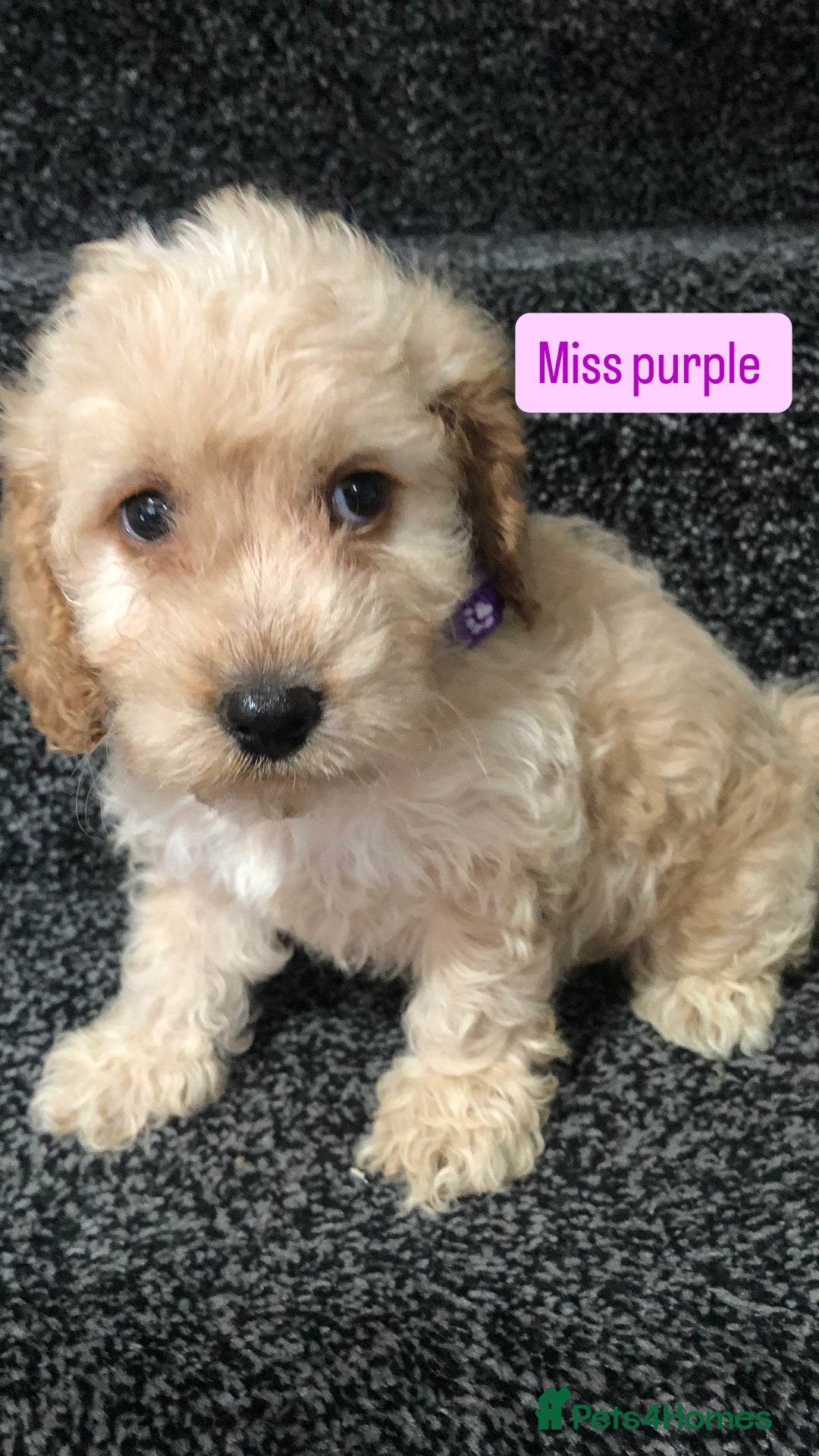 Cockapoo dogs for sale: F1b toy cockapoo puppies - Image 26