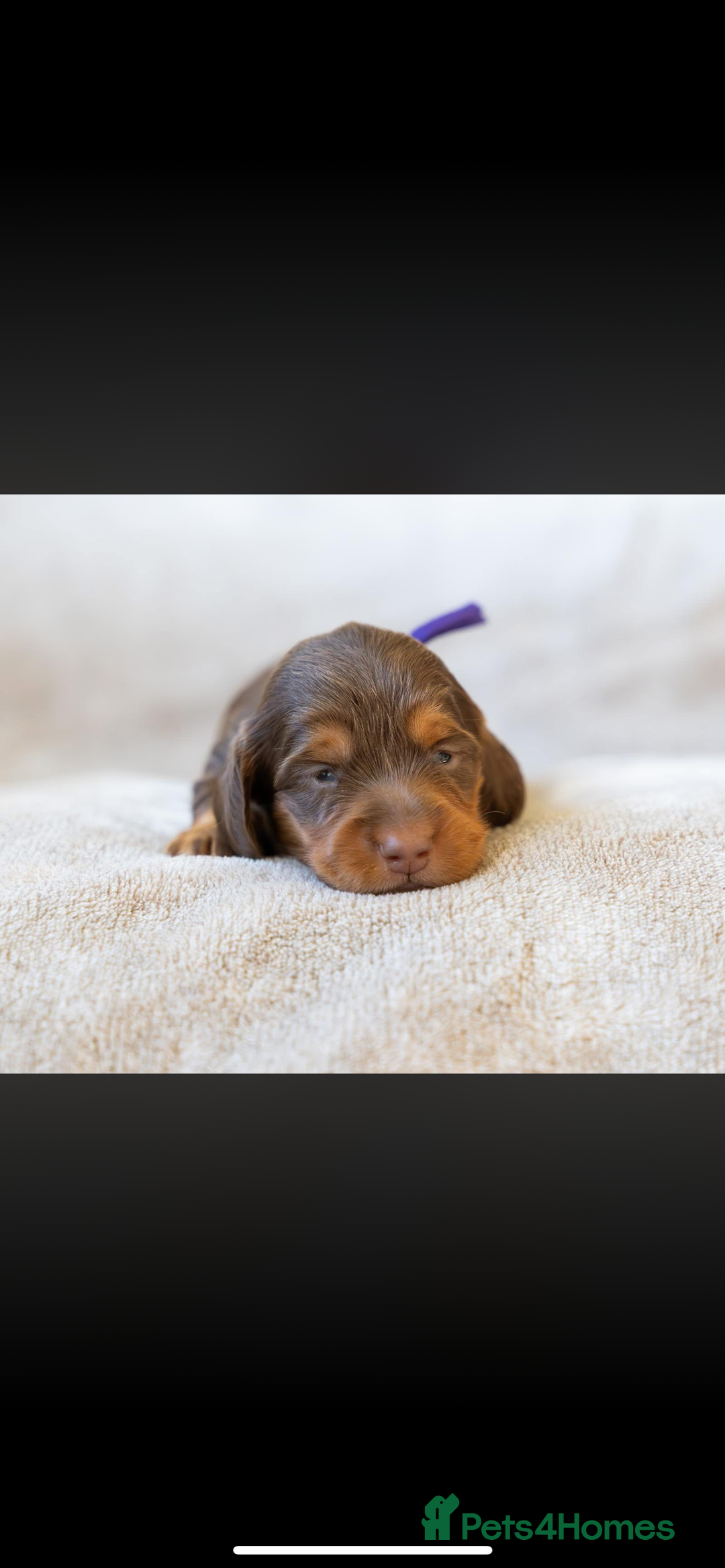 Miniature Dachshund dogs for sale: Beautiful long haired chocolate dachshunds  - Image 15