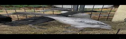 Ducks poultry for sale: Runner Ducks  in Sittingbourne - Advert 1