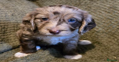 Mixed Breed dogs - Advert 5