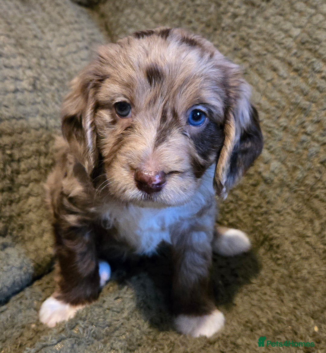 Mixed Breed dogs for sale: Female cockapoo cross  - Image 3