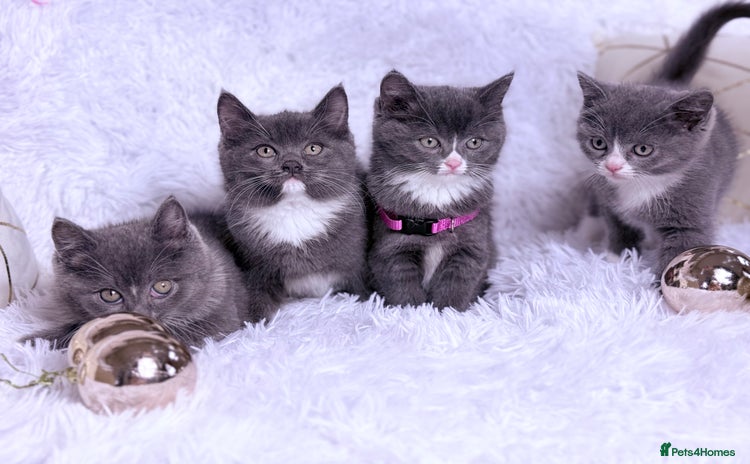 Mixed Breed cats - Advert 4