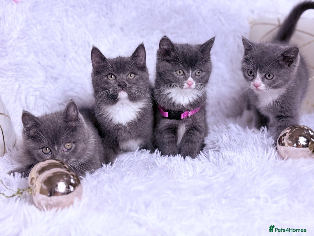 Mixed Breed cats for sale: Ragdoll X  British shorthair  - Image 1