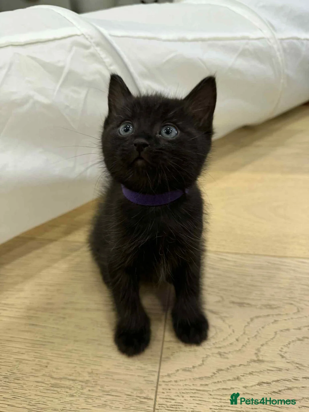 Ragdoll cats for sale: Ragdoll mix  - Advert 13