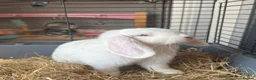 Mini Lop rabbits for sale:  Pure white mini lop with blue eyes Female - Advert 6