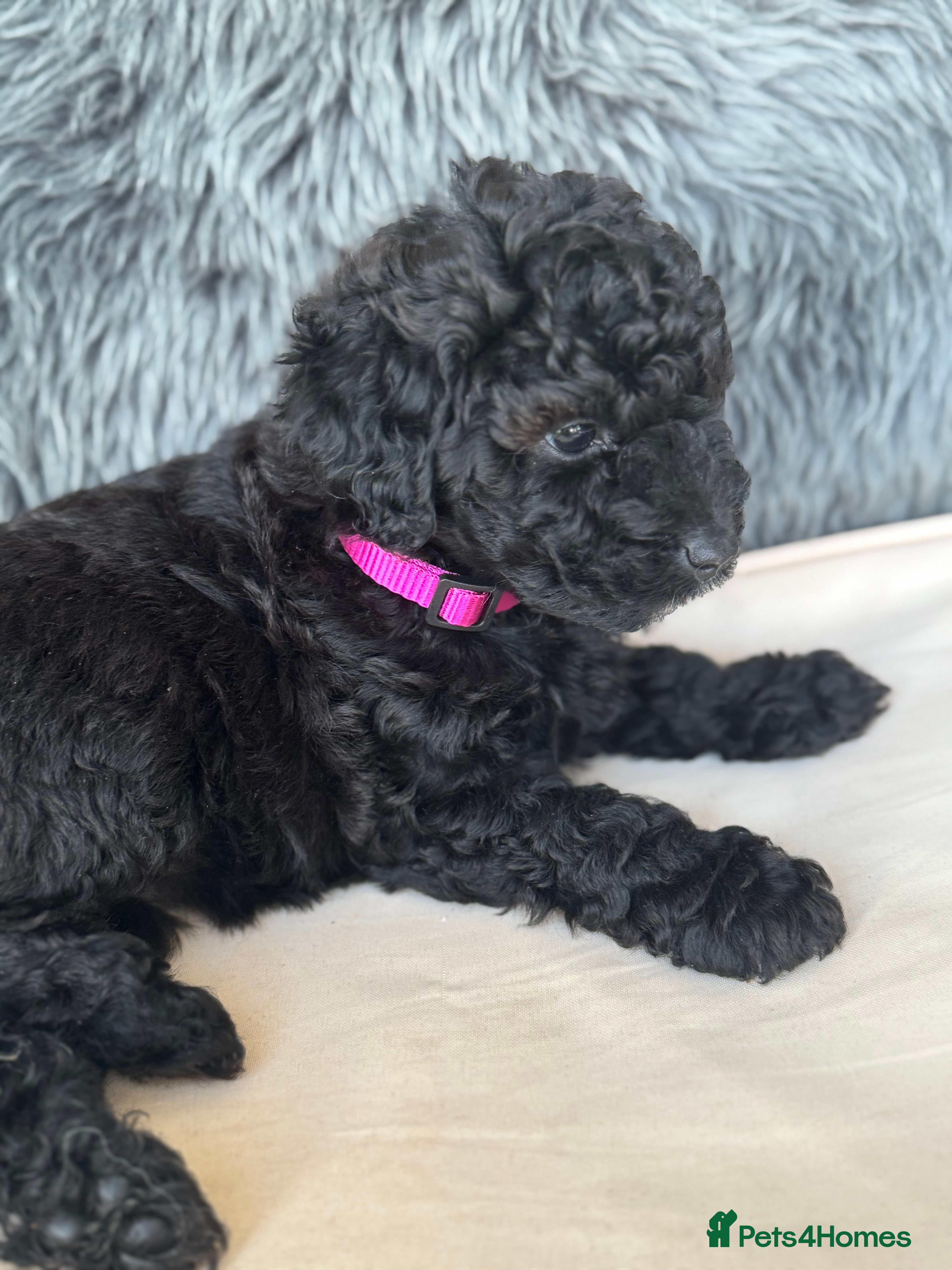 Aussiedoodle dogs READY NEXT WEEK! Aussiedoodle Puppies ⭐️ - Advert 6