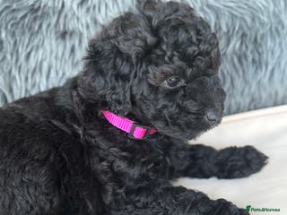 Aussiedoodle dogs READY NEXT WEEK! Aussiedoodle Puppies ⭐️ - Advert 1