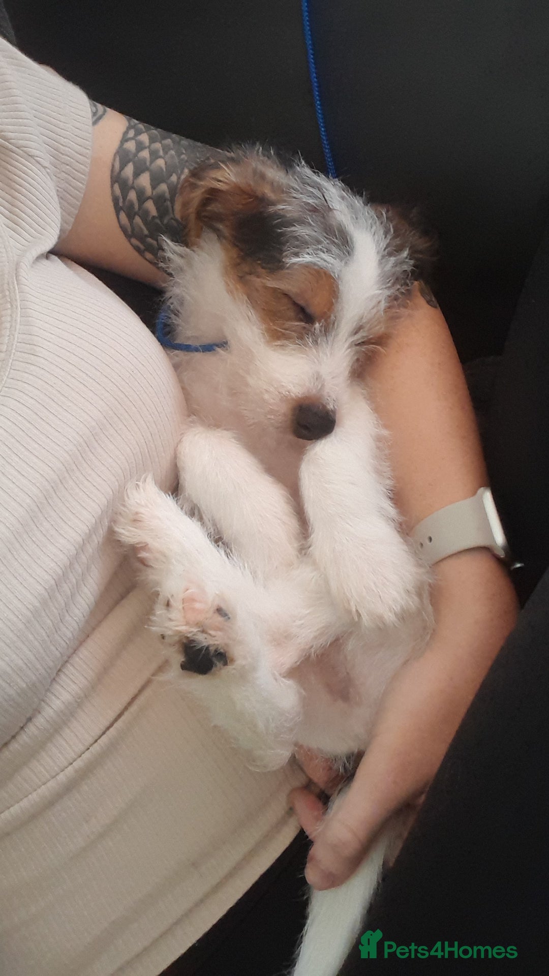 Jack Russell dogs for sale: 15 week wired haired jack Russell teddy  - Image 4