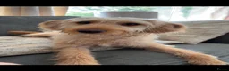 Mixed Breed dogs for sale: Skye - cockapoo/beagle in Manchester - Advert 7