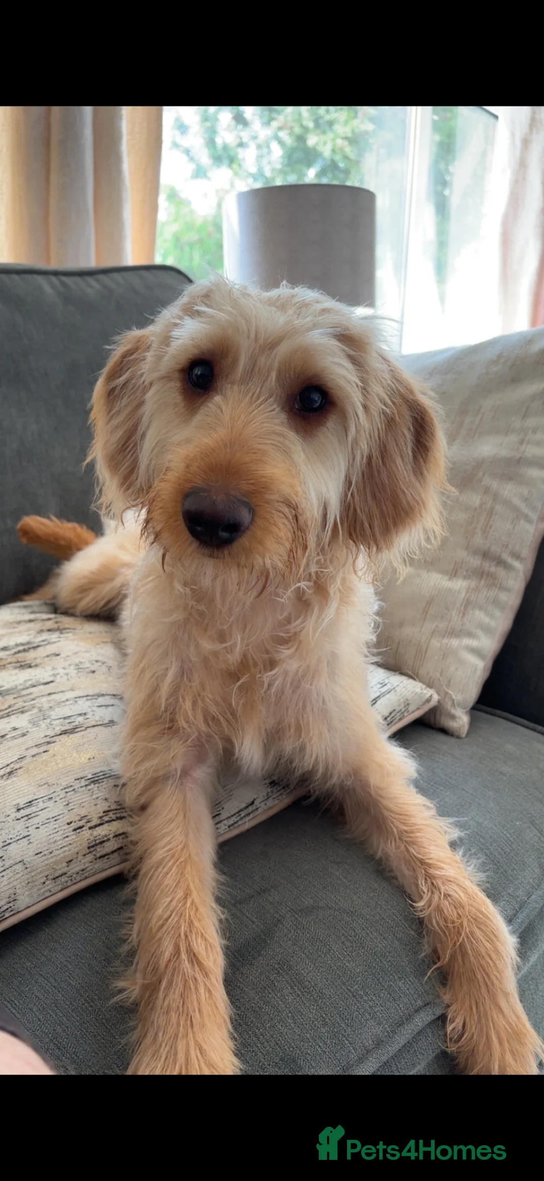 Mixed Breed dogs for sale: Skye - cockapoo/beagle in Manchester - Advert 7
