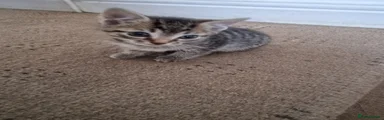 Male striped kitten