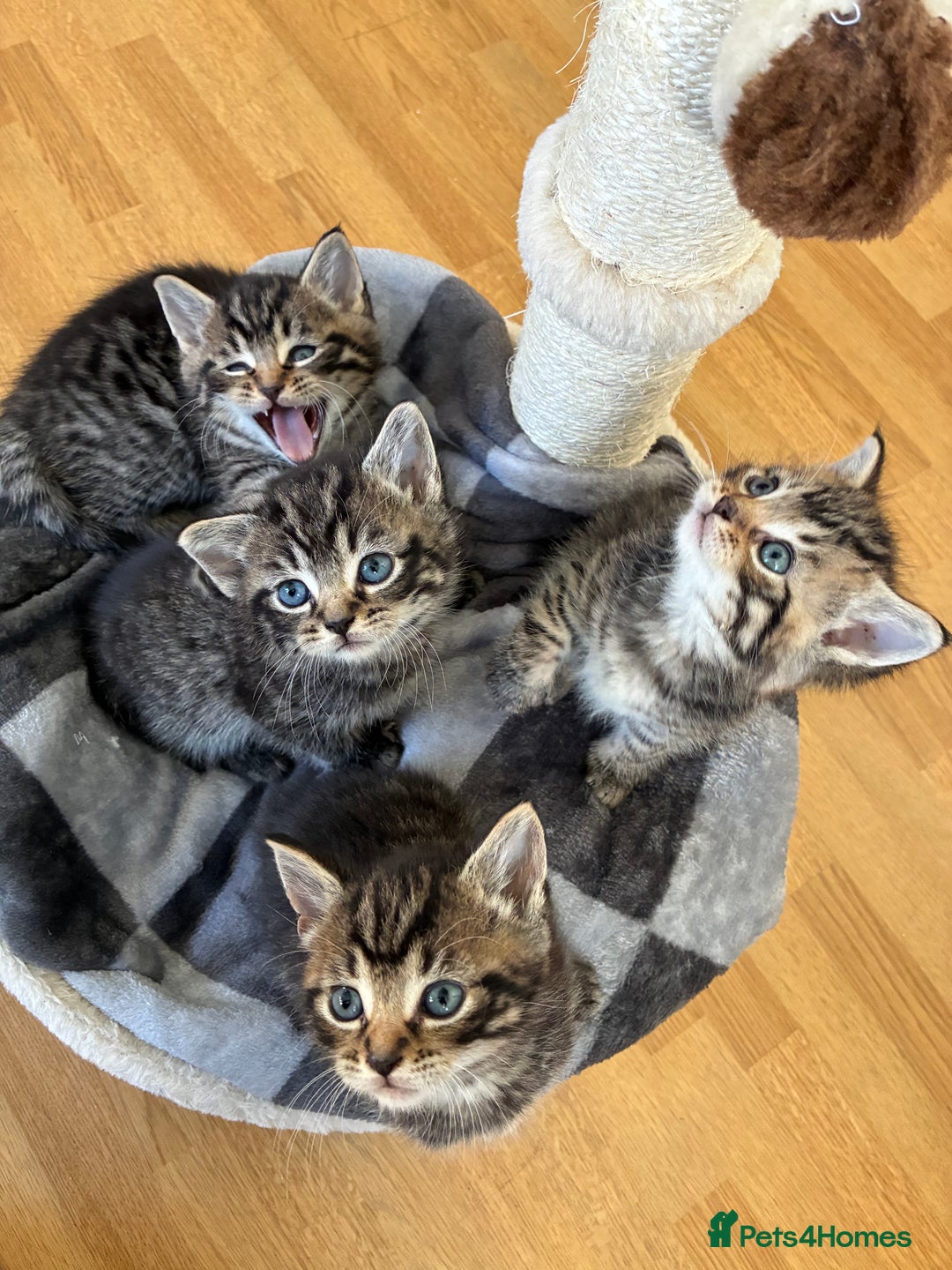 Domestic Shorthair cats for sale: Adorable kitten for sale  - Advert 14