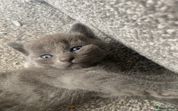 Russian Blue cats for sale: Russian Blue X British Shorthair Kittens - Image 8