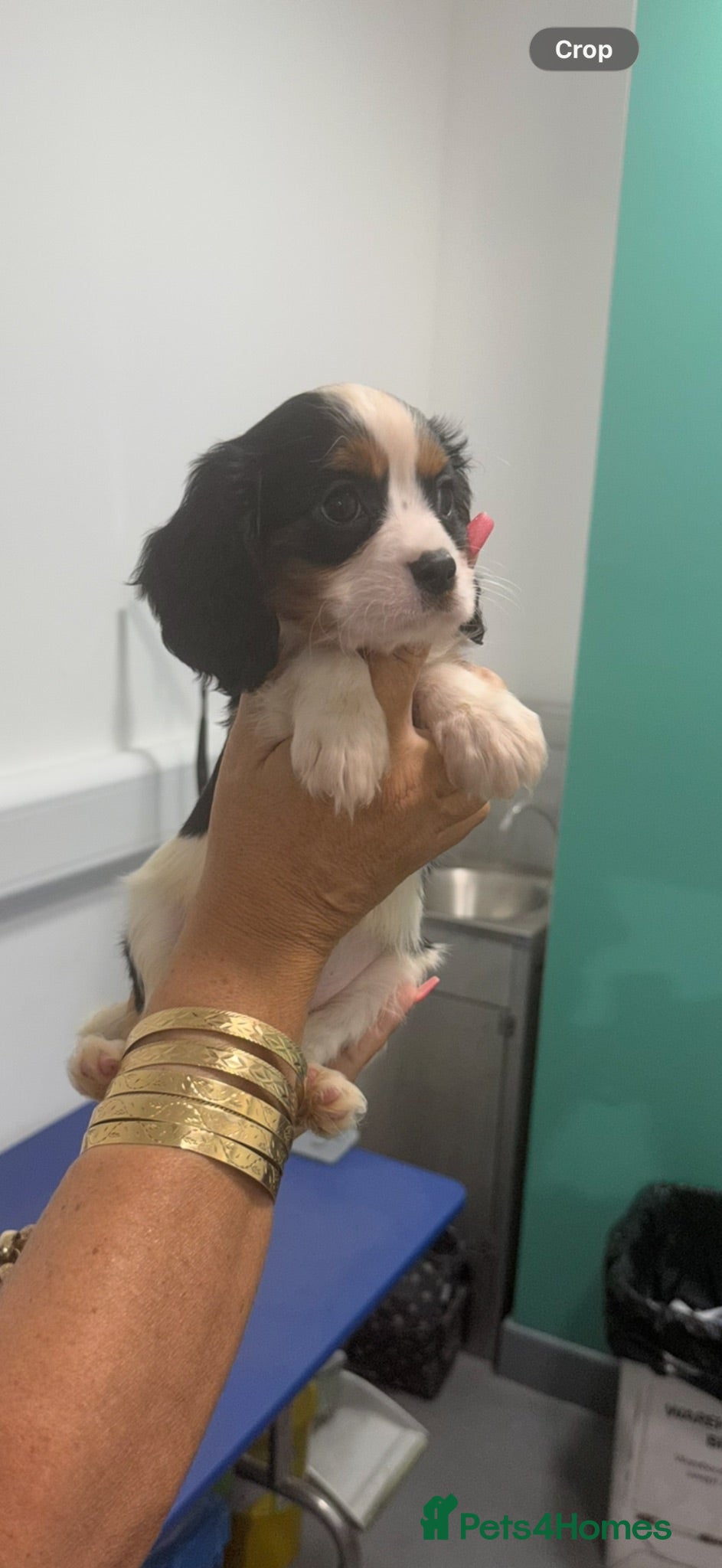 Cavalier King Charles Spaniel dogs 🐶Kc cavalier dna clear puppies 🐶4 boys left - Advert 1