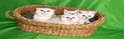 Scottish Fold cats for sale: Ocean-blue eyes Scottish Folds/Straight - Advert 15