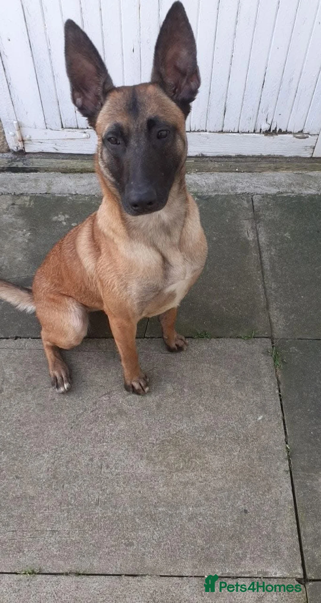 Belgian Shepherd Dog dogs for sale:  1 girl left belgian malinois - Advert 5