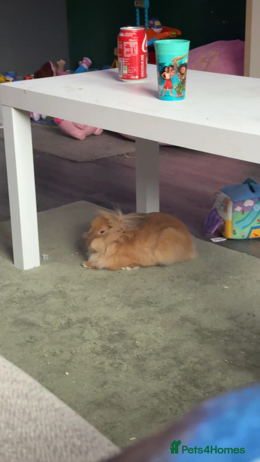 Lionhead rabbits for sale: ginger lion head female  in Peterborough - Advert 3