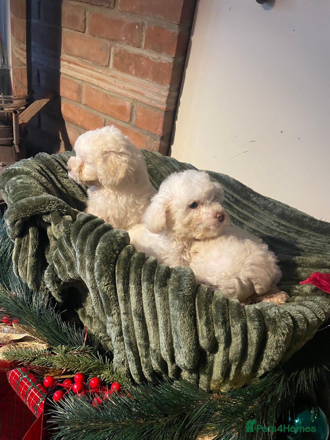 Miniature Poodle dogs for sale: Beautiful miniature poodle puppies  - Advert 4