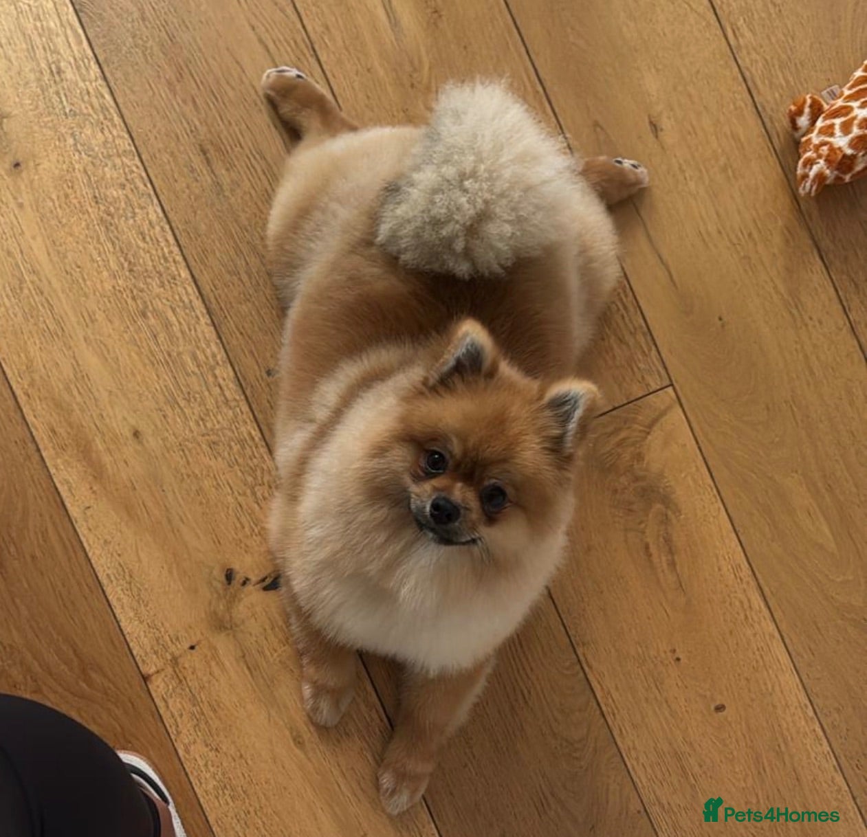 Pomeranian dogs Top quality Czech Republic Pomeranian import - Advert 16