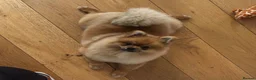 Pomeranian dogs for stud: Czech Republic Pomeranian import - Advert 5