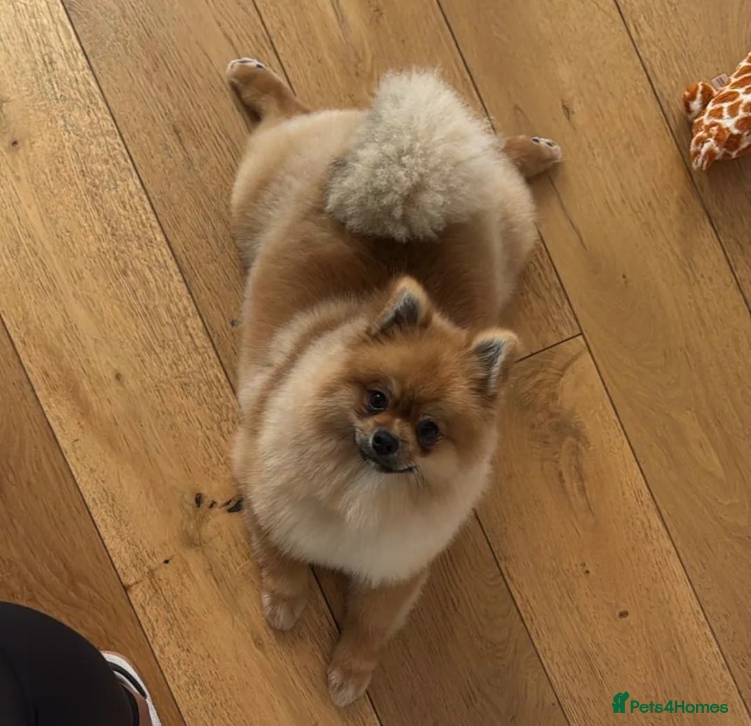 Pomeranian dogs for stud: Top quality Czech Republic Pomeranian import - Advert 1