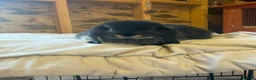 Mini Lop rabbits for sale: 🖤Gorgeous pure bred black otter mini lops 🖤 - Advert 5