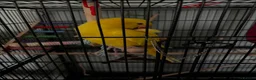 Ringnecks birds for sale: Noodle - Advert 3