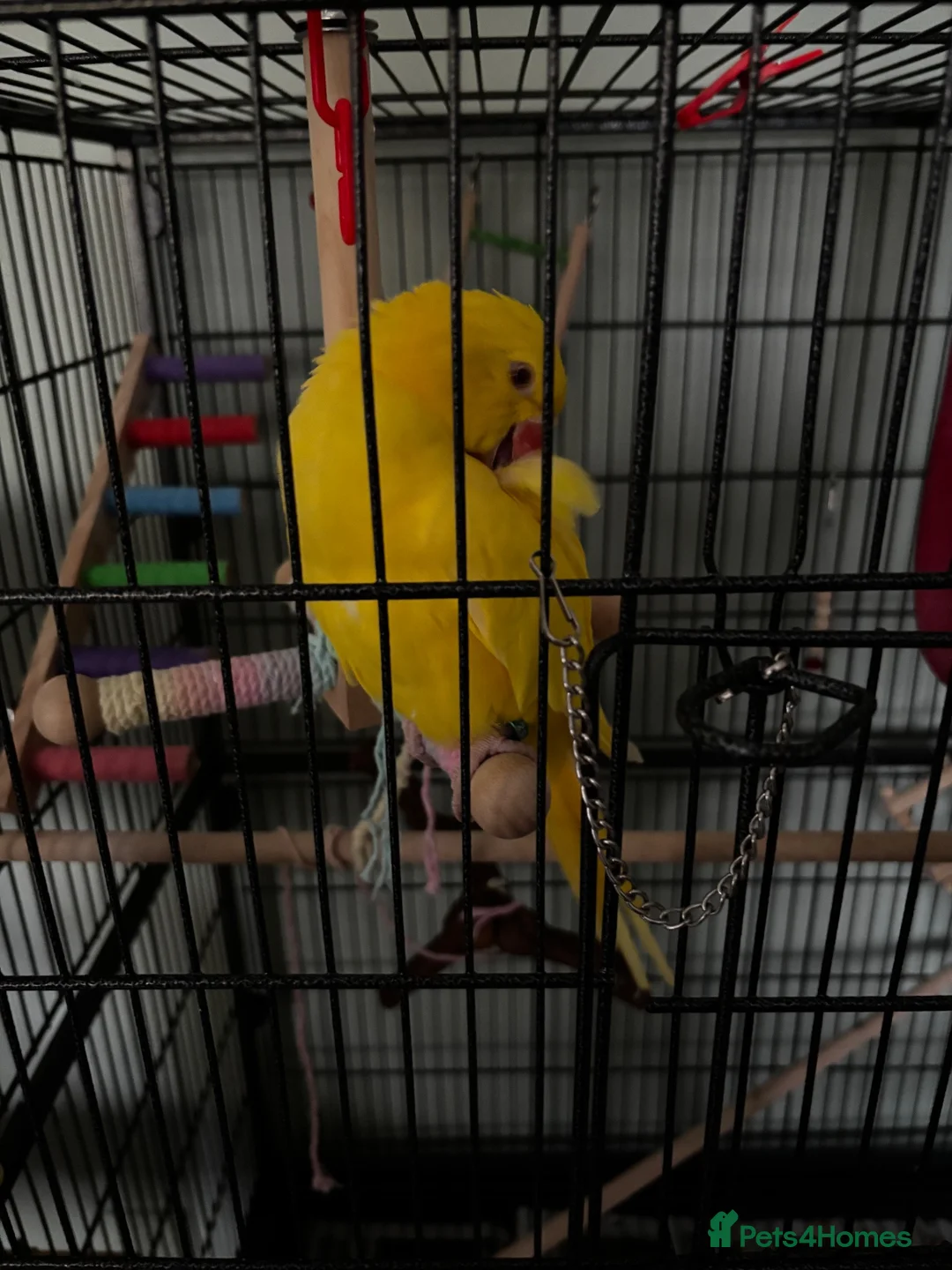Ringnecks birds for sale: Noodle - Advert 3