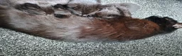 Mixed Breed cats for sale: ❤️Beautiful ashy coloured kittens for sale❤️ in Craven Arms - Advert 4