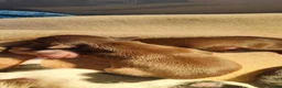 Chihuahua dogs for sale: Amazing Quality Long Coat Chihuahua Puppies  - Advert 4