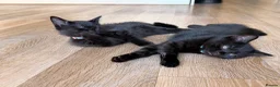 Mixed Breed cats for sale: Black Kittens Ready For Their Forever Homes in Crawley - Advert 2