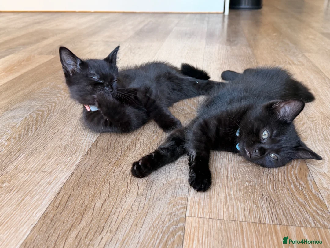 Mixed Breed cats for sale: Black Kittens Ready For Their Forever Homes in Crawley - Advert 2