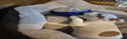 Jack Russell dogs for sale: Jack Russel puppies  - Advert 5