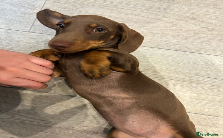 Dachshund dogs - Advert 2