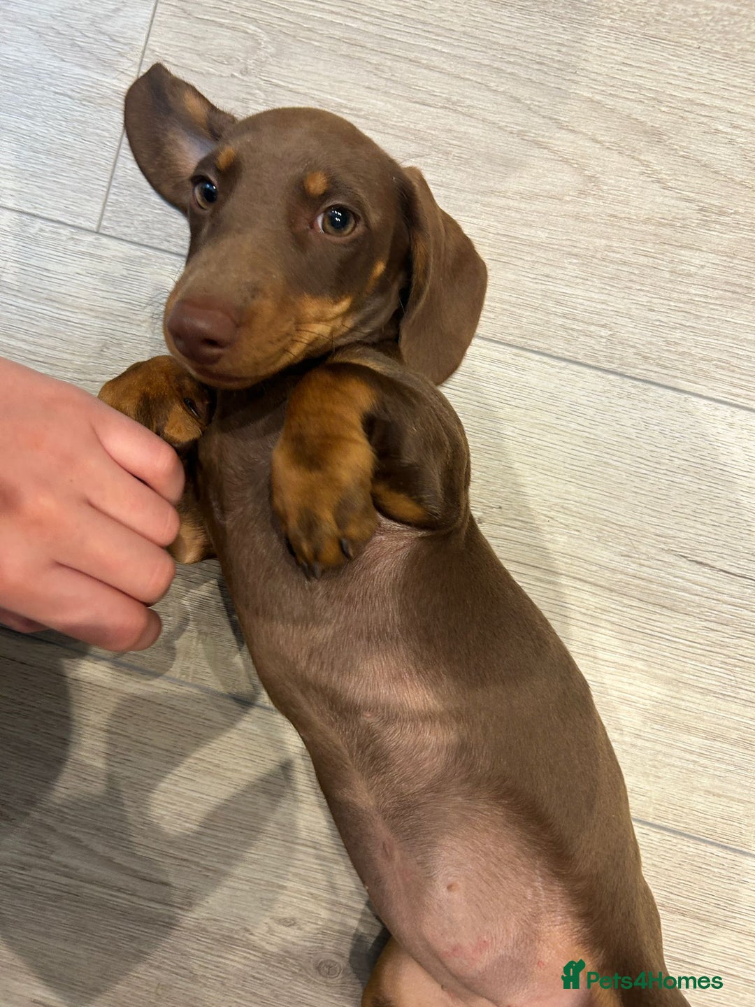 Dachshund dogs for sale: Beautiful Miniature Dachshund Girl  - Image 1