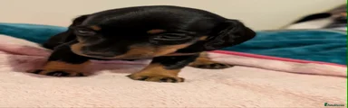 Miniature Dachshund Puppy 1