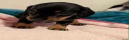 Miniature Dachshund dogs for sale: Miniature dachshund babies  - Advert 11