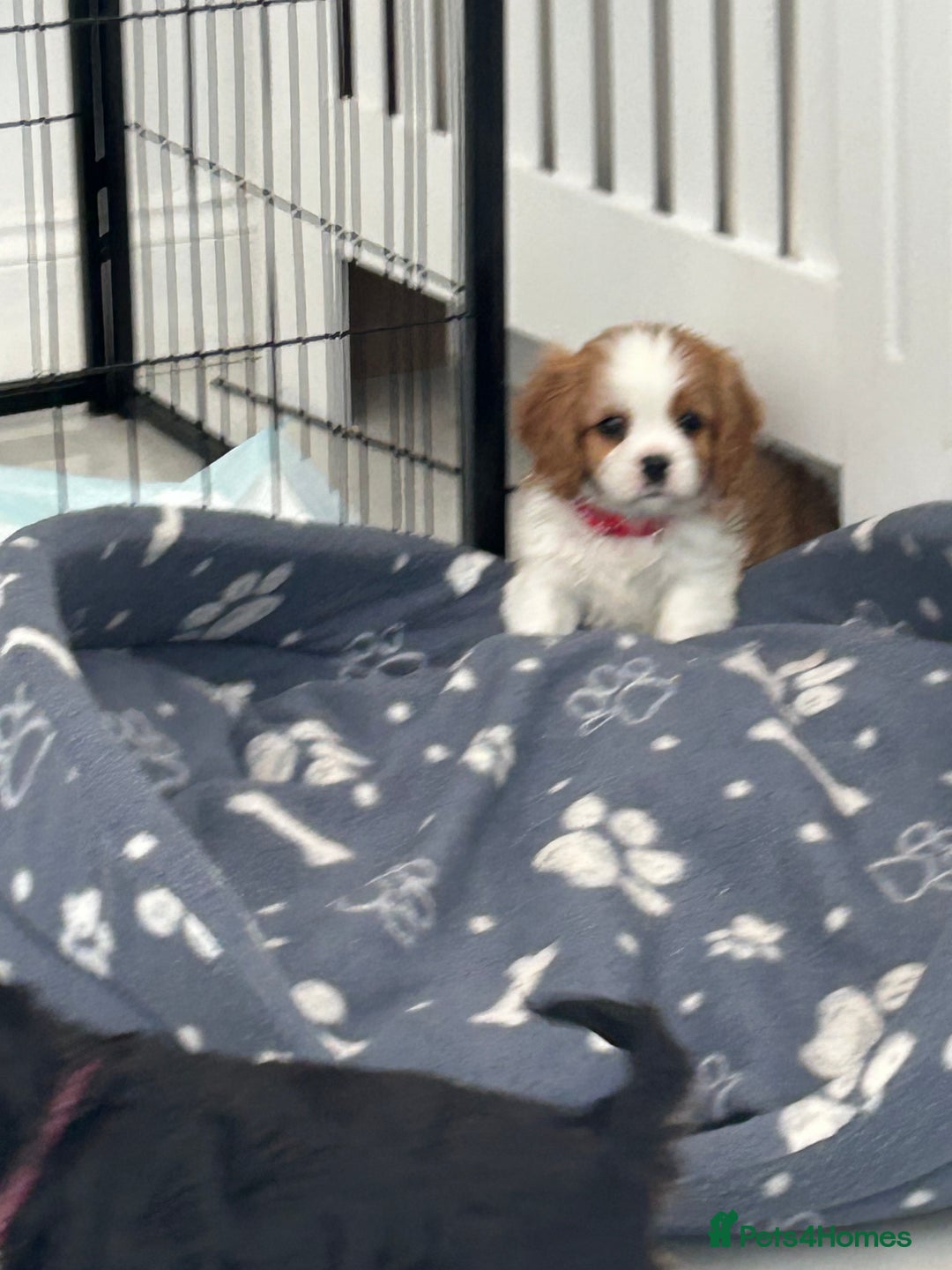 Cavalier King Charles Spaniel dogs for sale: K.C and fully health and heart tested parents  - Image 7