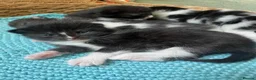 Mixed Breed cats for sale: 2 adorable kittens for sale  - Advert 18