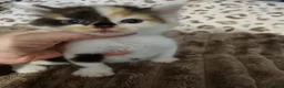 Mixed Breed cats for sale: Beautiful kittens  - Advert 6