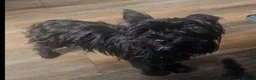 Yorkshire Terrier dogs for sale: Black yorkshire-terrier female  - Advert 7