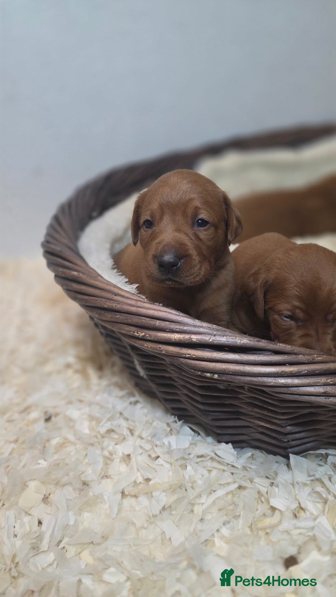 Labrador Retriever dogs for sale: Very Dark Fox Red Labrador Puppies *Health Tested* - Advert 8