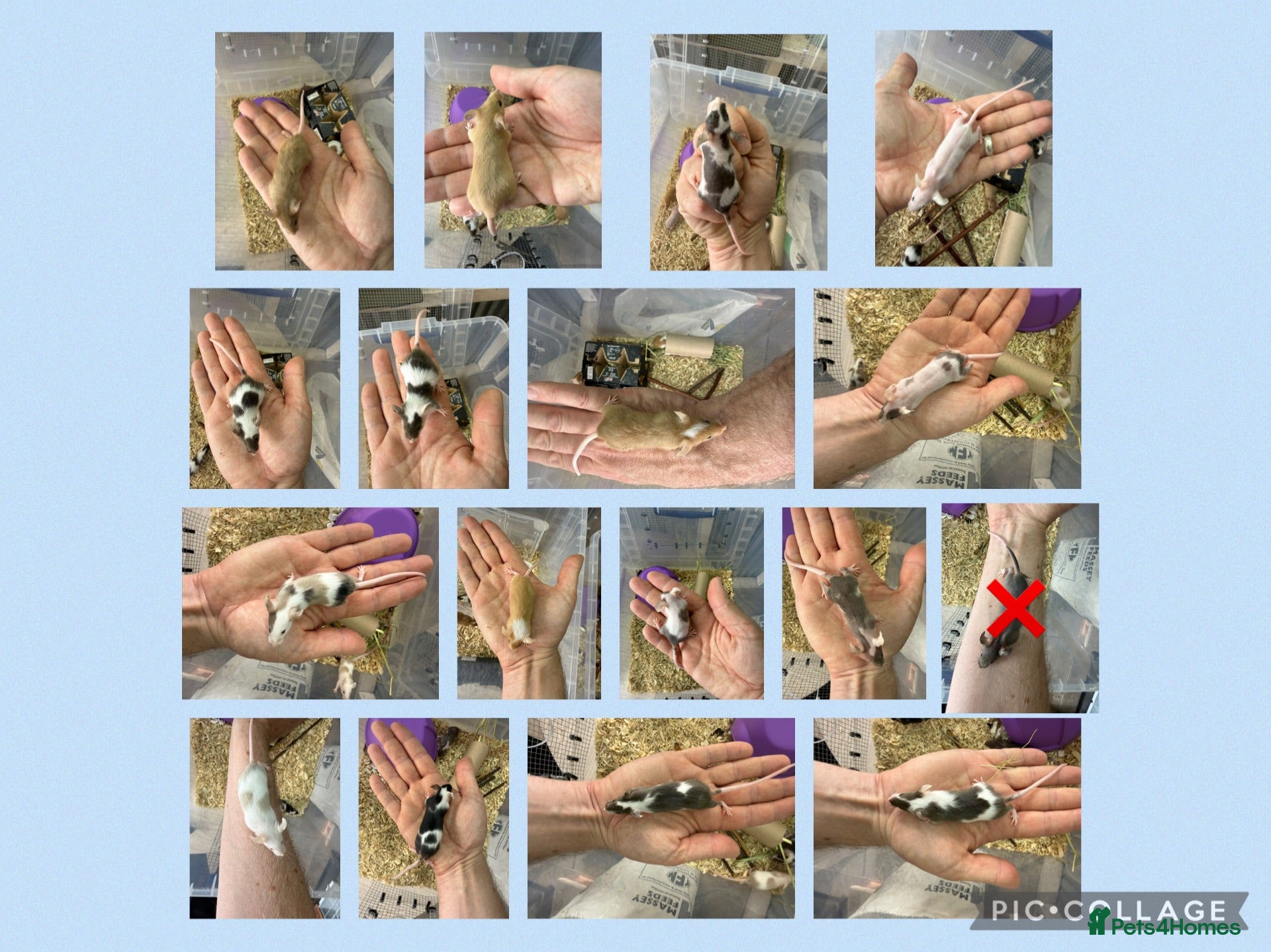Mouse rodents 🐭 Friendly Fancy Mice - Males & Females 🐭 - Advert 1
