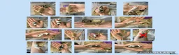 Mouse rodents for sale: 🐭 Friendly Fancy Mice - Males & Females 🐭 - Advert 1