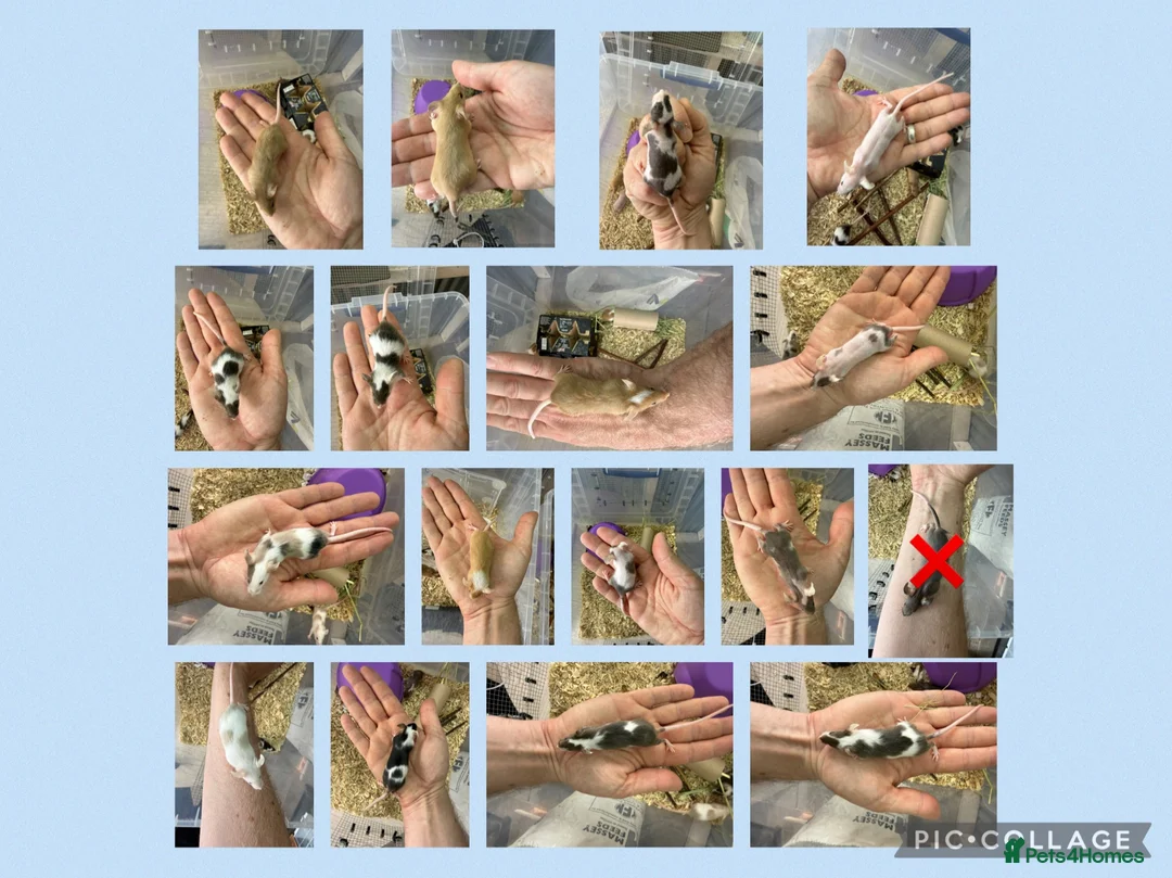 Mouse rodents for sale: 🐭 Friendly Fancy Mice - Males & Females 🐭 - Advert 1