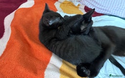 Bombay cats for sale: 4 lovely and healthy kittens  - Image 3