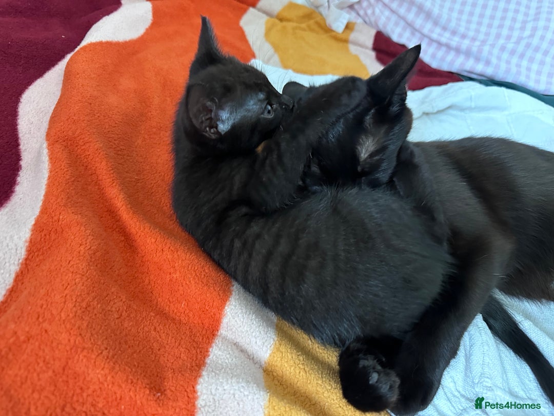 Bombay cats for sale: 4 lovely and healthy kittens  - Image 3