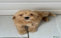 Maltipoo dogs for sale: Quality Korean maltipoos - Image 10