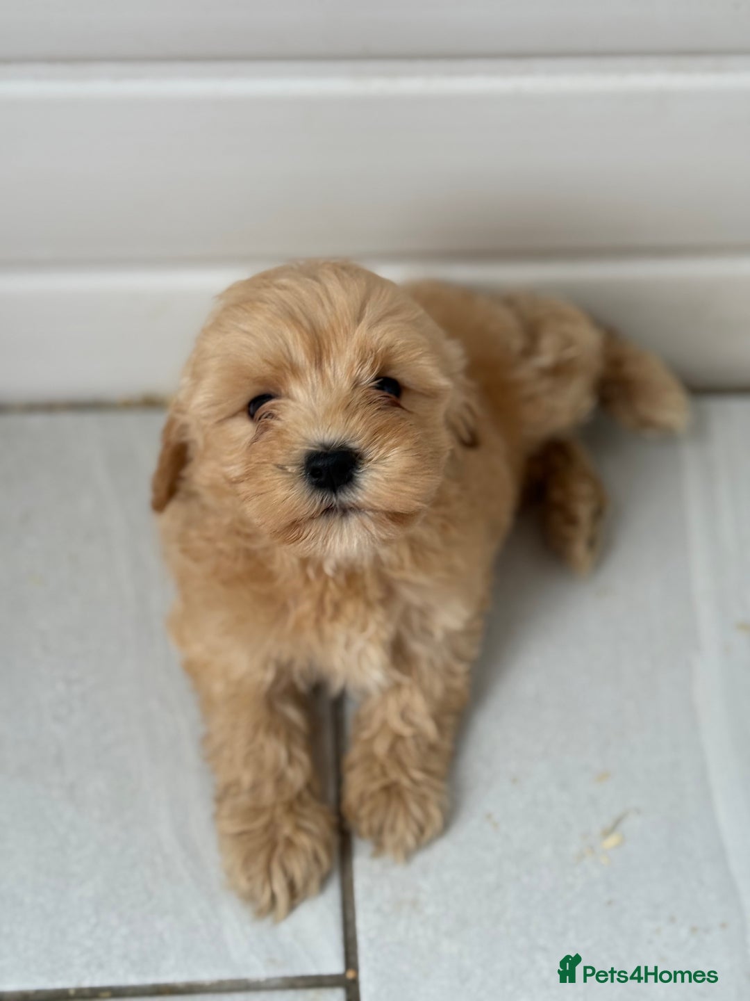 Maltipoo dogs for sale: Quality Korean maltipoos - Image 10