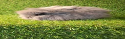 Lionhead rabbits for sale: DOUBLE MANED LIONHEADS - Advert 2